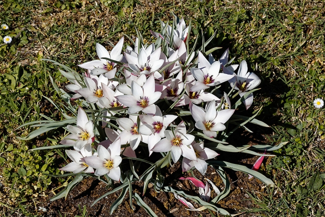 Jardin Botanique de la Bastide-020